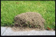 Ant hill