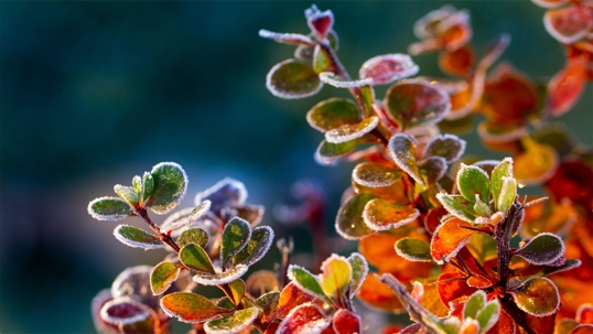 Prepping Your Garden for The Winter Season